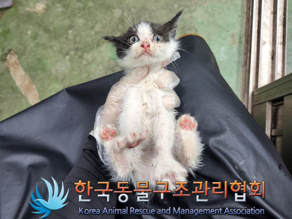 한국동물구조관리협회_411307202300429